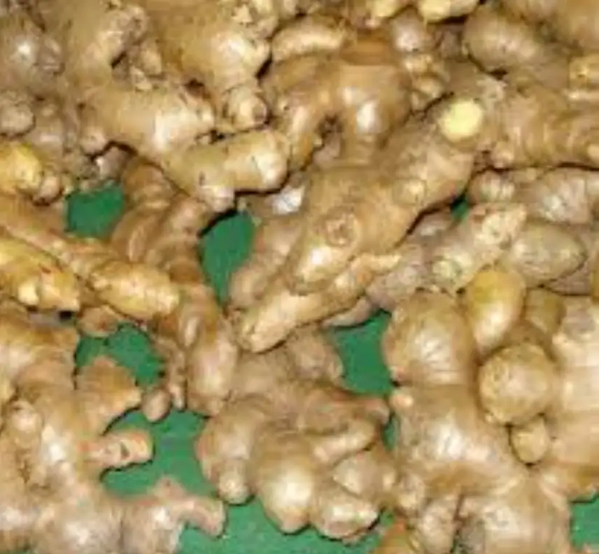 Sirop de gingembre