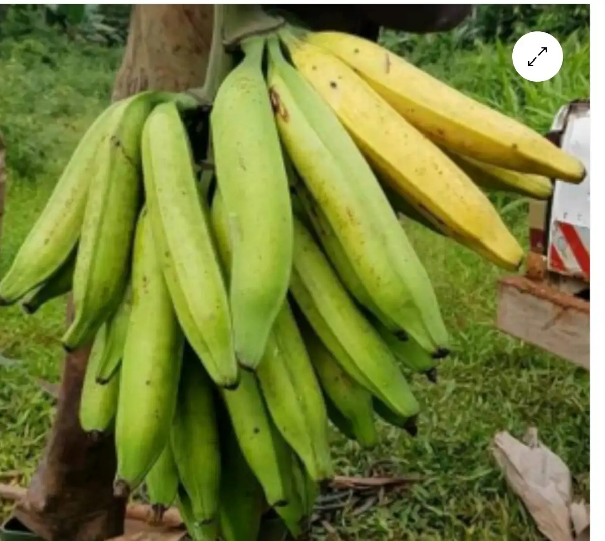 Beignets de  plantain