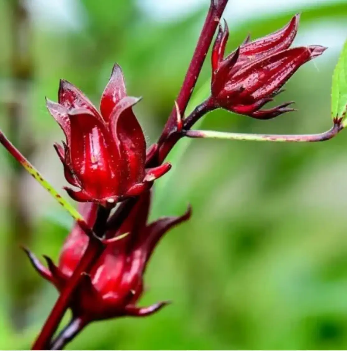Sirop de bissap