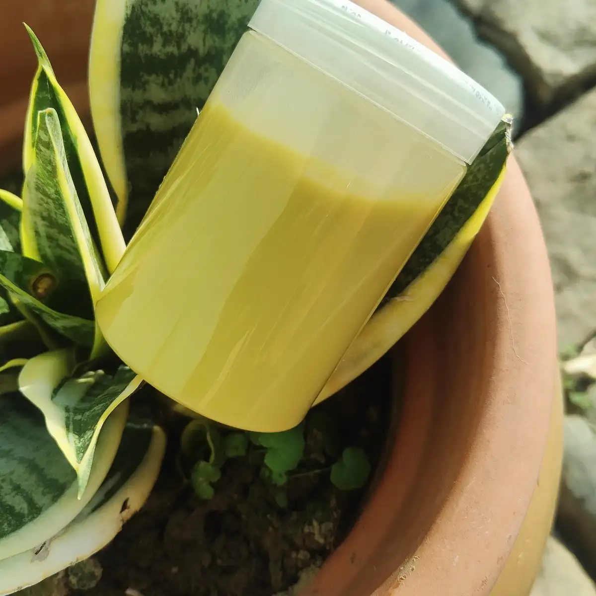 Beurre au chébé & romarin